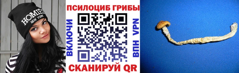 Псилоцибиновые грибы Psilocybine cubensis Альметьевск